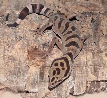 goniurosaurus araneus