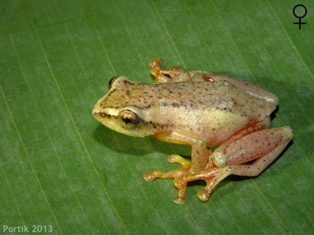 hyperolius ademetzi