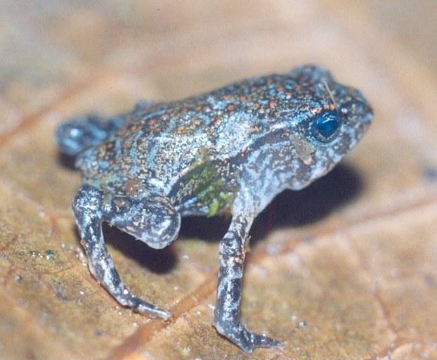 incilius chompipe