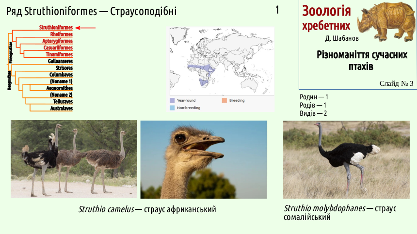avian systematics 03