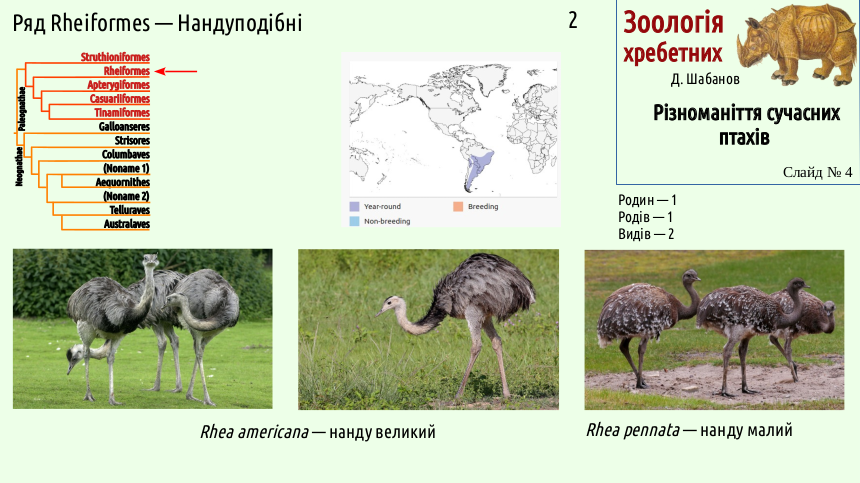 avian systematics 04