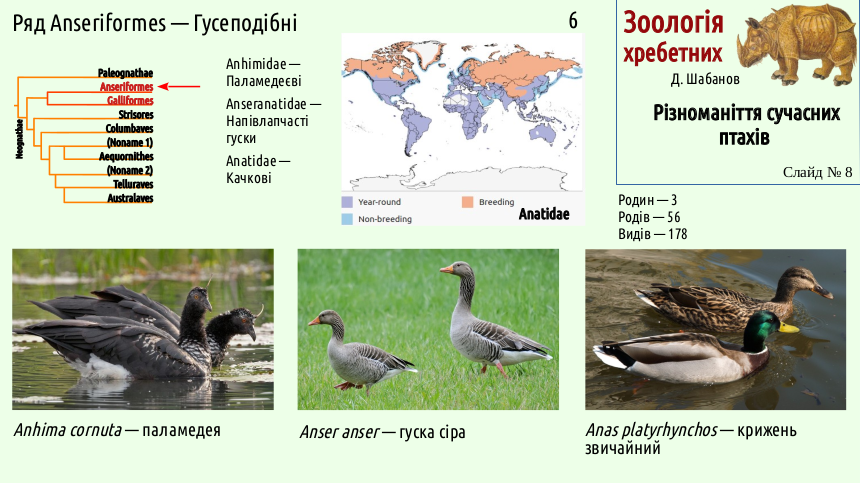 avian systematics 08