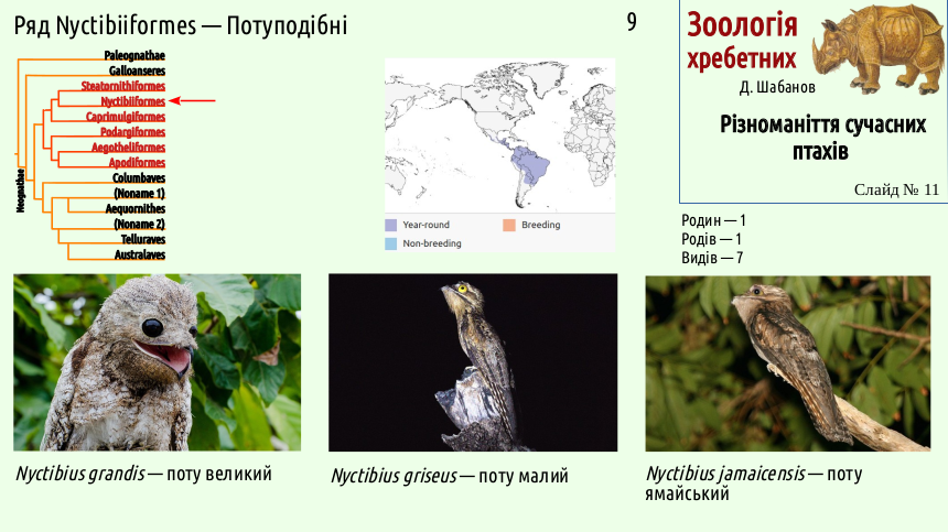 avian systematics 11