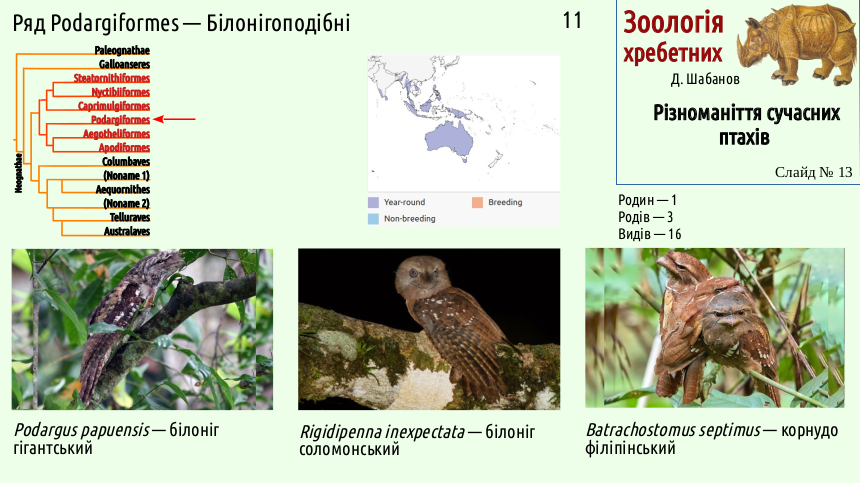 avian systematics 13