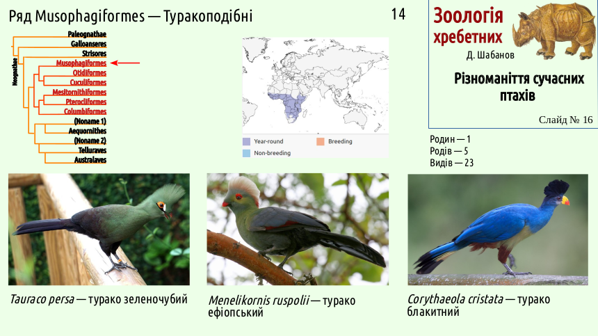 avian systematics 16