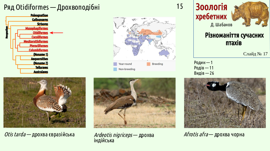 avian systematics 17