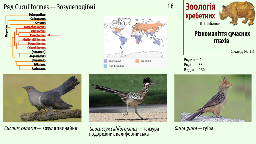 avian systematics 18