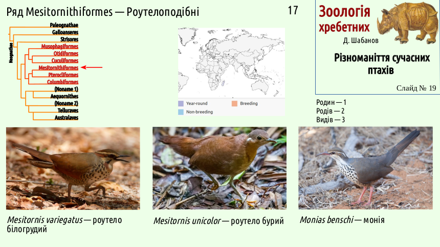 avian systematics 19
