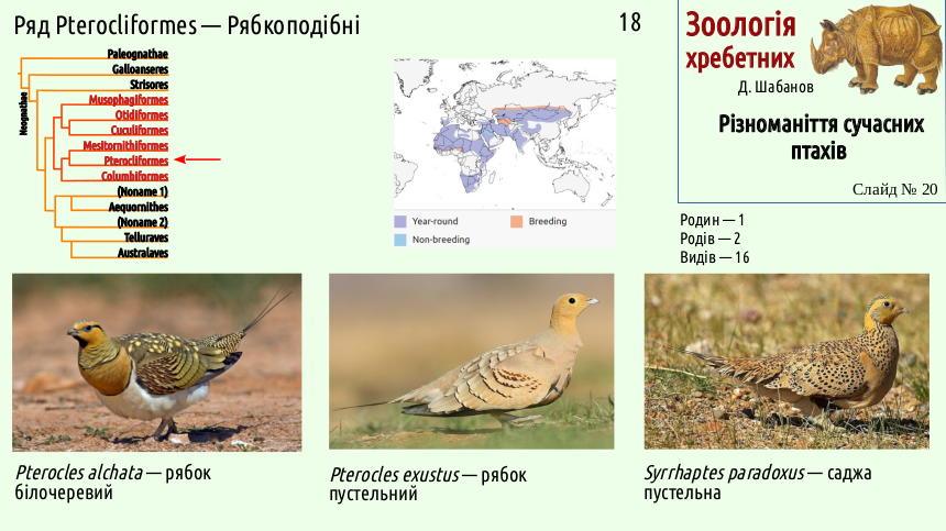 avian systematics 20