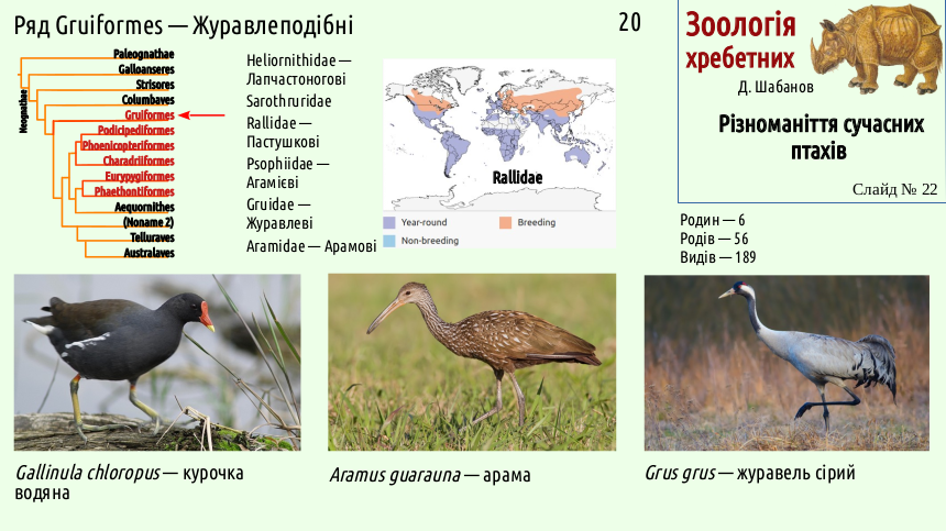 avian systematics 22