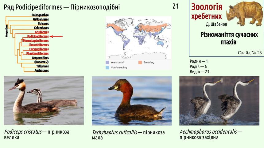 avian systematics 23