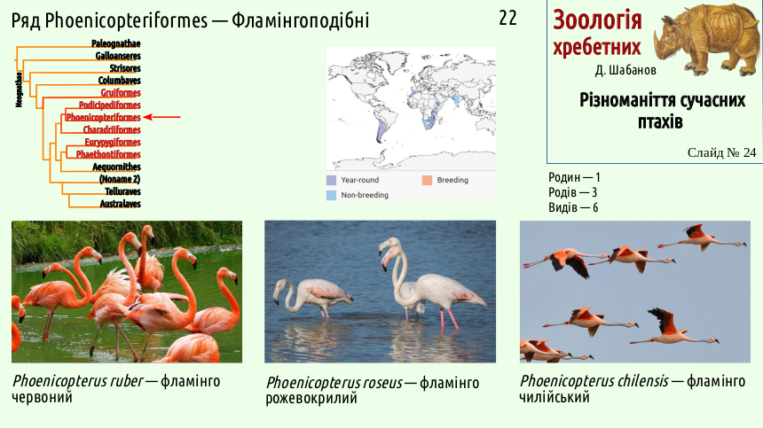 avian systematics 24