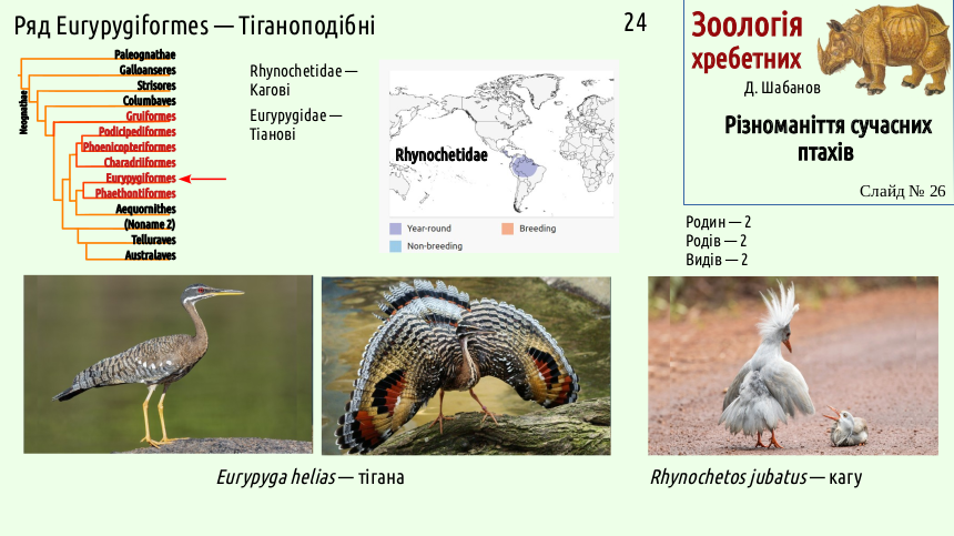 avian systematics 26