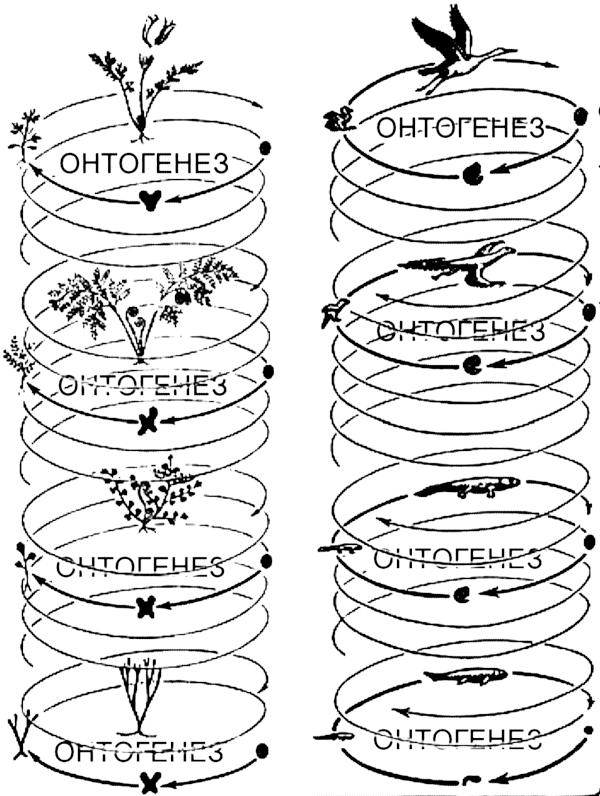 Fig. I-5.1. Organisms are not static structures. Each of them is part of the process of reproduction of a certain life cycle. Available to our observation are those processes that proved to be stable (according to Walter Zimmerman's scheme) If we o