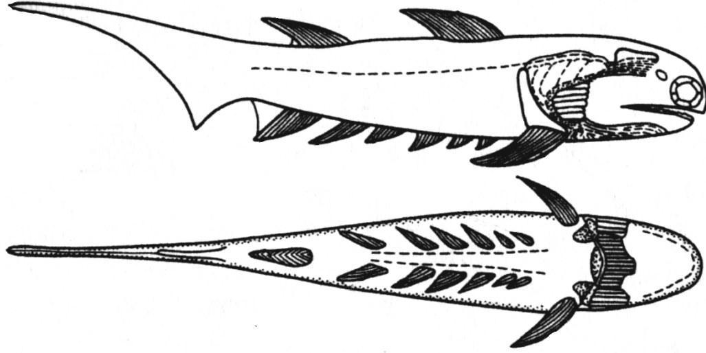 Fig. I-16.1. This Devonian acanthodian (Climatius) retained several pairs of paired fins