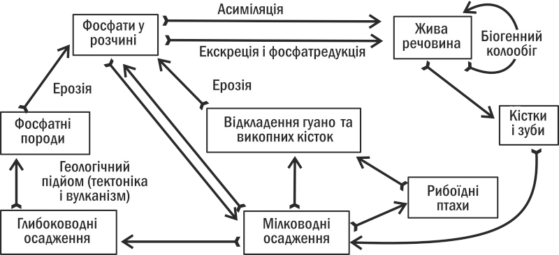 Fig. II-9.1. Global Phosphorus Cycle