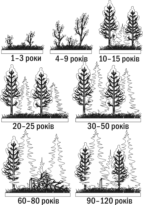 Fig. III-8.4. Example of secondary succession: overgrowing of a burn by mixed forestHeterotrophic succession requires a reserve of organic matter for its course. Most examples of heterotrophic succession that we can observe unfold not on the scale of