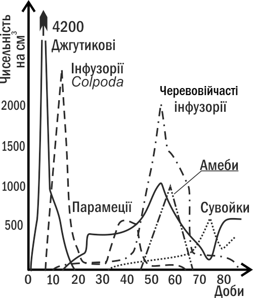 Fig. III-8.2. Example of heterotrophic succession: dynamics of numbers of different protozoa in hay infusionA characteristic case of autotrophic succession can be considered the colonization of a territory by organisms where there are no reserves of