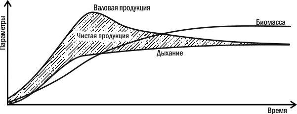 Рис. 3.9.1. Зміна продуктивності в ході автотрофної сукцесіїВидове різноманіття (або, наприклад, просто кількість видів) у ході первинної автотрофної сукцесії зазвичай зростає, досягає максимуму в той момент, коли клімаксне угруповання вже з'явилос