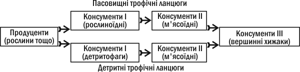 Fig. III-11.1. Grazing and detrital trophic chains are interconnected.Examining where and how the elements of grazing and detrital chains are arranged, we will see that most biogeocenoses are divided into two layers: an autotrophic layer, well-lit and