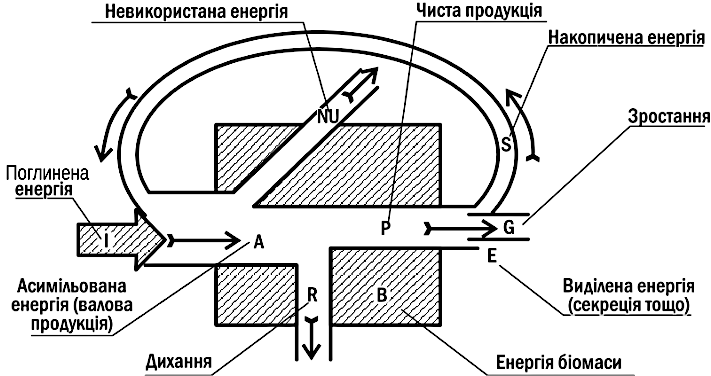 Fig. III-12.1. Distribution of energy flows passing through an organism, population, or trophic level.For example, from this diagram it is easy to understand the difference between the two main measures of production: gross (A) and net (P): the costs