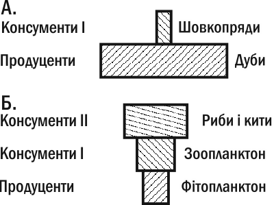 Fig. III-13.2. Biomass pyramids. A. Upright. B. Inverted. The inverted nature of the second pyramid is associated with differences in 'speed of life' among individuals -- the varying intensity of energy flow through their biomass.Can biomass pyramids
