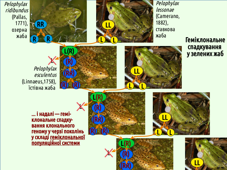 Eco I What is ecology 18