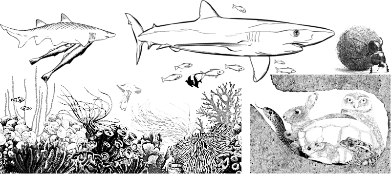 Fig. IV-8.1. Several examples of commensalism (explanations in the text)Food. The commensal may feed on dead hosts or their parts, as well as on the waste products of their vital activity. Thus, coprophages feed on the droppings of larger animals, a