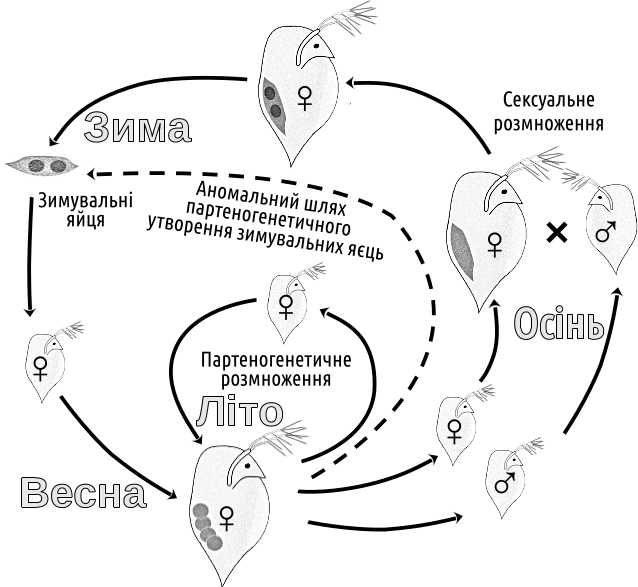 Рис. IV-19.3. Типовий річний цикл дафній Ми вже зазначили, що не маємо достатніх даних для того, щоб впевнено описувати перші організми, що використали секс. Цілком можливо, що секс не був пов'язаним у них безпосередньо з розмноженням; це міг бути за