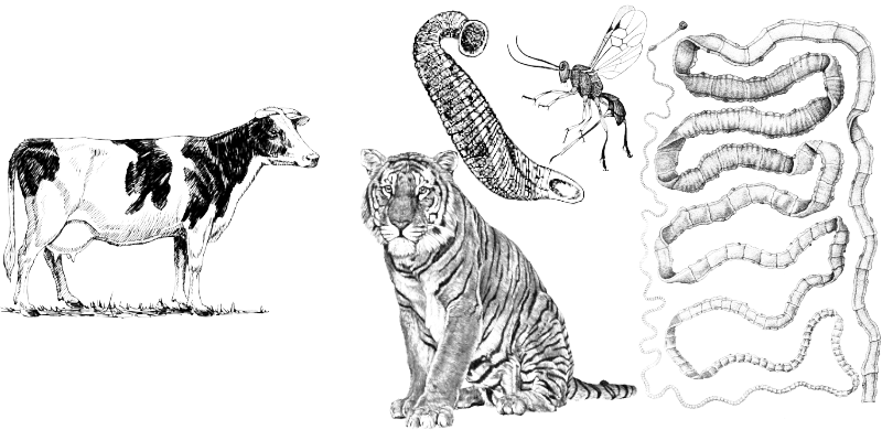 Fig. IV-9.1. A tiger, a medicinal leech, a parasitoid wasp, a tapeworm... Which of these animals belongs to the same group of exploiters as a cow?Holophages, true predators, kill prey immediately and consume many prey during their lifetime (a lion,