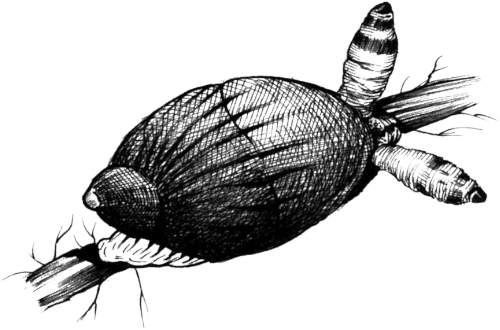 Рис. IV-17.2. Бурштинівка (Succinea putris), у мацаках якої розміщені вирости спороцисти лейкохлоридіума (Leucochloridium paradoxum) Третій приклад впливу паразитів на їх проміжних хазяїв стосується токсоплазми (Toxoplasma gondii), широко поширеного
