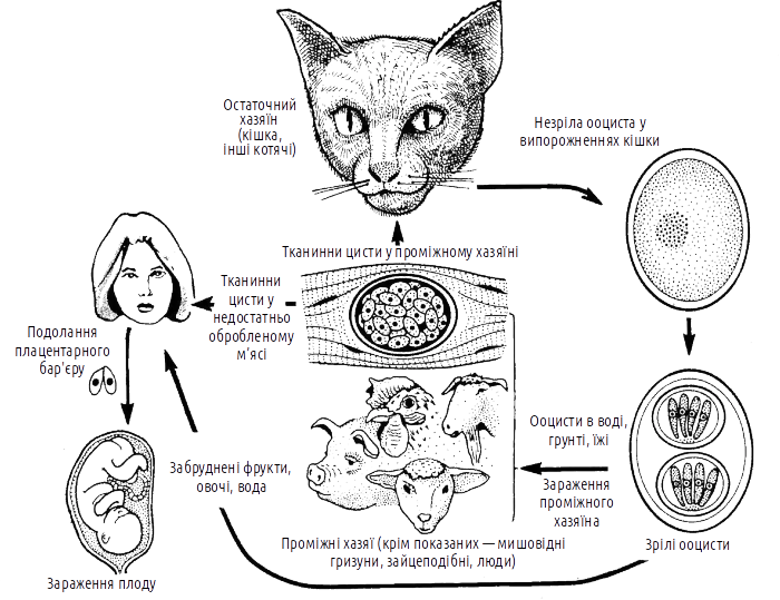Рис. IV-17.3. Життєвий цикл Toxoplasma gondii Потенційне коло проміжних хазяїв токсоплазми є досить широким; в нього входить і людина. Крім загальних для усіх хазяїв шляхів зараження (з забрудненими котячими фекаліями водою, ґрунтом або їжею, а також