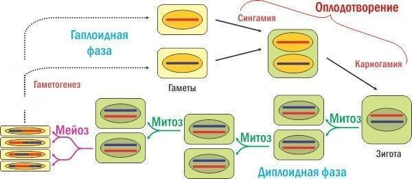 cycle