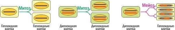 divisions