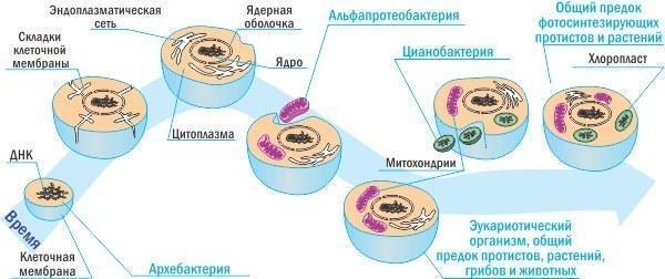 endosimbiosis