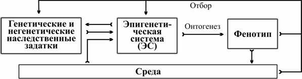 Рис. 1. Роль ЕС в управлінні індивідуальним і історичним розвиткомПодолання «геноцентризму»Трактуючи описані вище досліди з закріпленням морфозів у результаті відбору, К. Х. Воддінгтон назвав виявлене ним явище генетичною (а не епігенетичною) аси