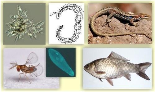 examples