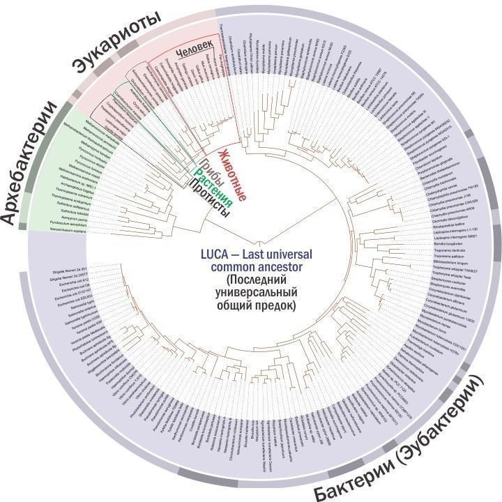phylogeny