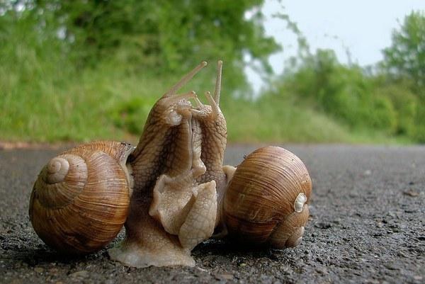 weinbergschnecke paarung
