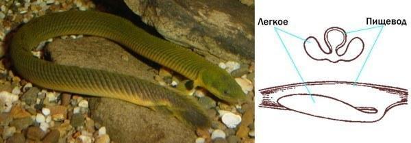 calamoichthys calabaricus