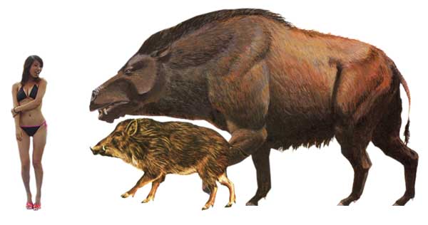 entelodon