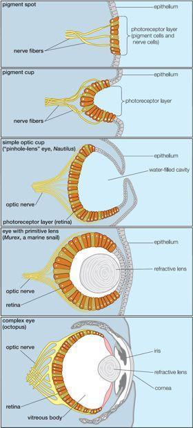 eyes living mollusks small