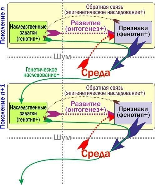 heredity1