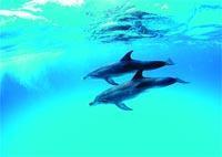 image065