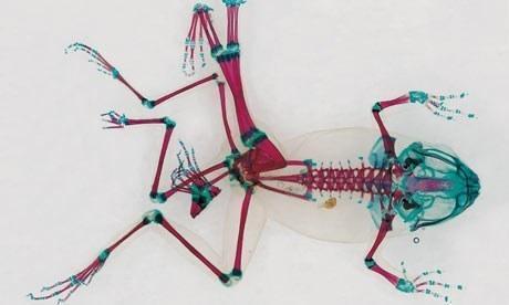 malformed frog