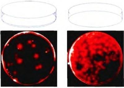 nanocolonies