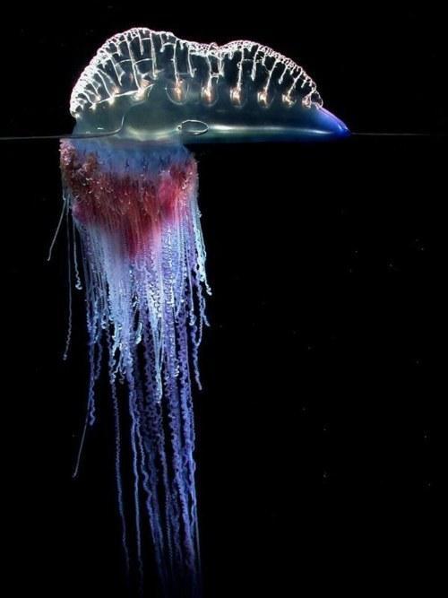 physalia