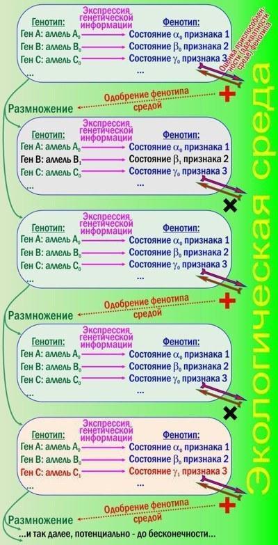 Рис. 1. Дарвінівська еволюція згідно СТЕ. Відбирається фенотип, відтворюється генотипП'ять прямокутників на рисунку — три покоління дуже простих організмів: бактерій, наприклад. Термінологія зрозуміла? Комплекс успадкованих задатків організму наз