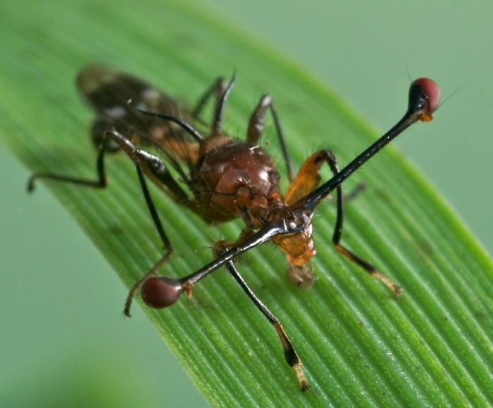 teleopsis dalmanni