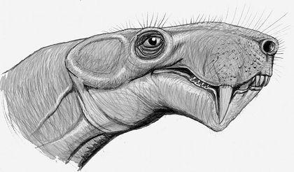 theromorpha inostrancevia latifrons